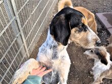 NOVELLO, Hund, Spinone Italiano in Italien - Bild 12