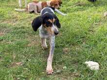 NOVELLO, Hund, Spinone Italiano in Italien - Bild 3