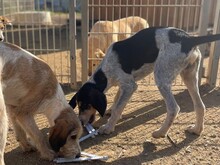 NOVELLO, Hund, Spinone Italiano in Italien - Bild 5