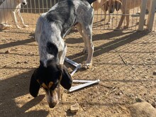 NOVELLO, Hund, Spinone Italiano in Italien - Bild 6