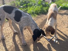 NOVELLO, Hund, Spinone Italiano in Italien - Bild 7