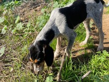 NOVELLO, Hund, Spinone Italiano in Italien - Bild 8