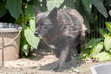 CARRIE, Hund, Mischlingshund in Rumänien - Bild 3