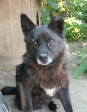 CARRIE, Hund, Mischlingshund in Rumänien - Bild 6