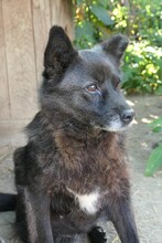 CARRIE, Hund, Mischlingshund in Rumänien - Bild 8