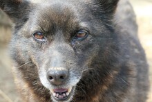 CARRIE, Hund, Mischlingshund in Rumänien - Bild 9
