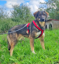 MANU, Hund, Mischlingshund in Rumänien - Bild 2