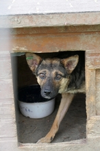 ROMY, Hund, Mischlingshund in Rumänien - Bild 2