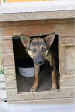 ROMY, Hund, Mischlingshund in Rumänien - Bild 3