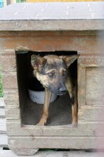 ROMY, Hund, Mischlingshund in Rumänien - Bild 4