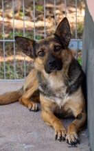 ROMY, Hund, Mischlingshund in Niemetal