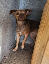 ROCKET, Hund, Mischlingshund in Rumänien