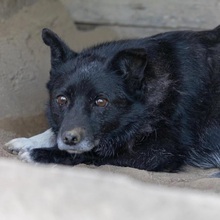 LARA, Hund, Mischlingshund in Rumänien - Bild 1