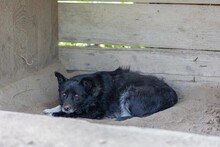 LARA, Hund, Mischlingshund in Rumänien - Bild 3