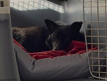 LARA, Hund, Mischlingshund in Horneburg