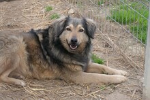 ZORAN, Hund, Mischlingshund in Rumänien - Bild 10