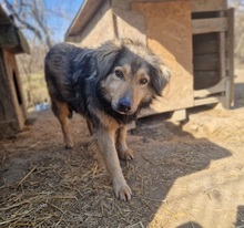 ZORAN, Hund, Mischlingshund in Rumänien - Bild 5