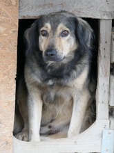 ZORAN, Hund, Mischlingshund in Rumänien - Bild 6