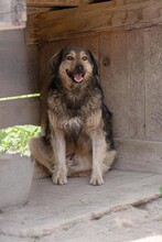 ZORAN, Hund, Mischlingshund in Rumänien - Bild 7