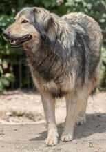 ZORAN, Hund, Mischlingshund in Rumänien - Bild 8