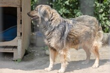 ZORAN, Hund, Mischlingshund in Rumänien - Bild 9