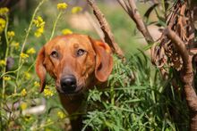 ARIEL, Hund, Mischlingshund in Griechenland - Bild 1