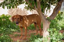 ARIEL, Hund, Mischlingshund in Griechenland - Bild 3