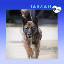 TARZAN, Hund, Mischlingshund in Bulgarien - Bild 1