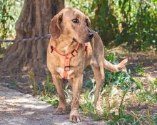 CHARA, Hund, Mischlingshund in Griechenland - Bild 4