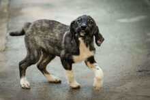 ILONA, Hund, Mischlingshund in Bulgarien - Bild 10