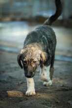 ILONA, Hund, Mischlingshund in Bulgarien - Bild 3