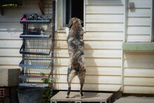 ILONA, Hund, Mischlingshund in Bulgarien - Bild 8