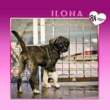 ILONA, Hund, Mischlingshund in Bulgarien - Bild 9