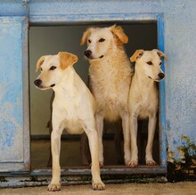 COLMA, Hund, Mischlingshund in Italien - Bild 11