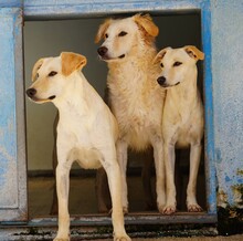 COLMA, Hund, Mischlingshund in Italien - Bild 13