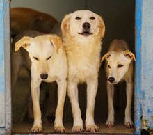 COLMA, Hund, Mischlingshund in Italien - Bild 14