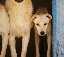 COLMA, Hund, Mischlingshund in Italien - Bild 15