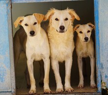 COLMA, Hund, Mischlingshund in Italien - Bild 9