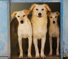 LILLO, Hund, Mischlingshund in Italien - Bild 10