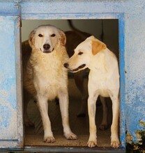 LILLO, Hund, Mischlingshund in Italien - Bild 13