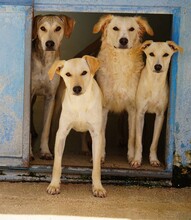 LILLO, Hund, Mischlingshund in Italien - Bild 16