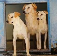 LILLO, Hund, Mischlingshund in Italien - Bild 21