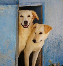 LILLO, Hund, Mischlingshund in Italien - Bild 3