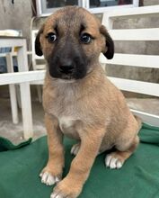 CAMELO, Hund, Mischlingshund in Rumänien - Bild 2