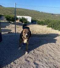 CABE, Hund, Mastin del Pirineos in Spanien - Bild 5