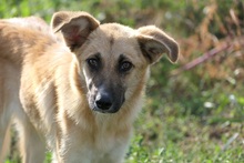 NAJMA, Hund, Mischlingshund in Rumänien - Bild 2