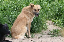 NAJMA, Hund, Mischlingshund in Rumänien - Bild 7