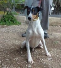 LUPO, Hund, Bodeguero Andaluz in Spanien - Bild 1