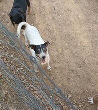 LUPO, Hund, Bodeguero Andaluz in Spanien - Bild 3