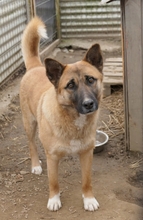 RUMO, Hund, Mischlingshund in Rumänien - Bild 2